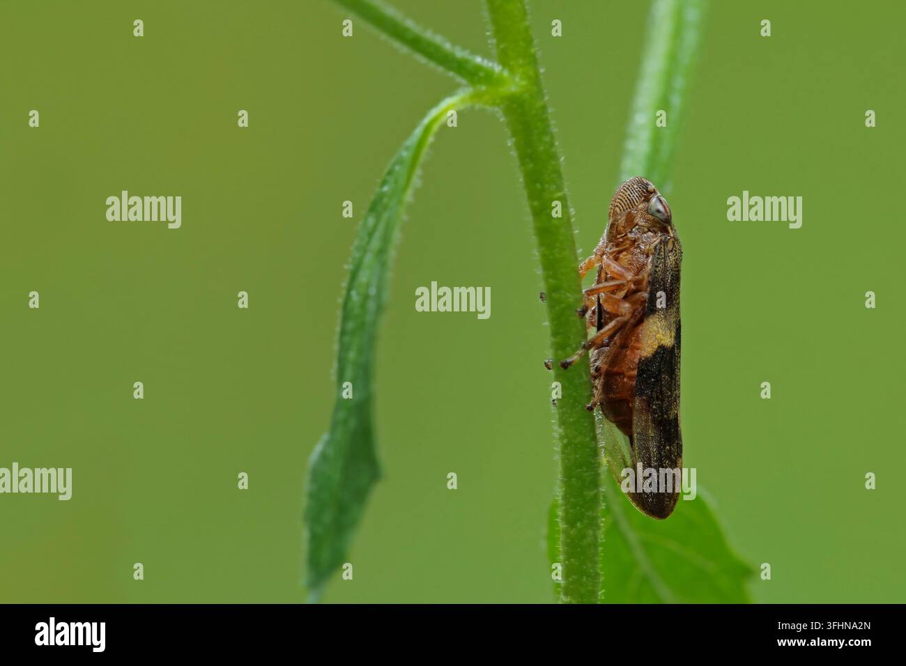 Cicadella dei prati (Philaenus spumarius) Foto Stock