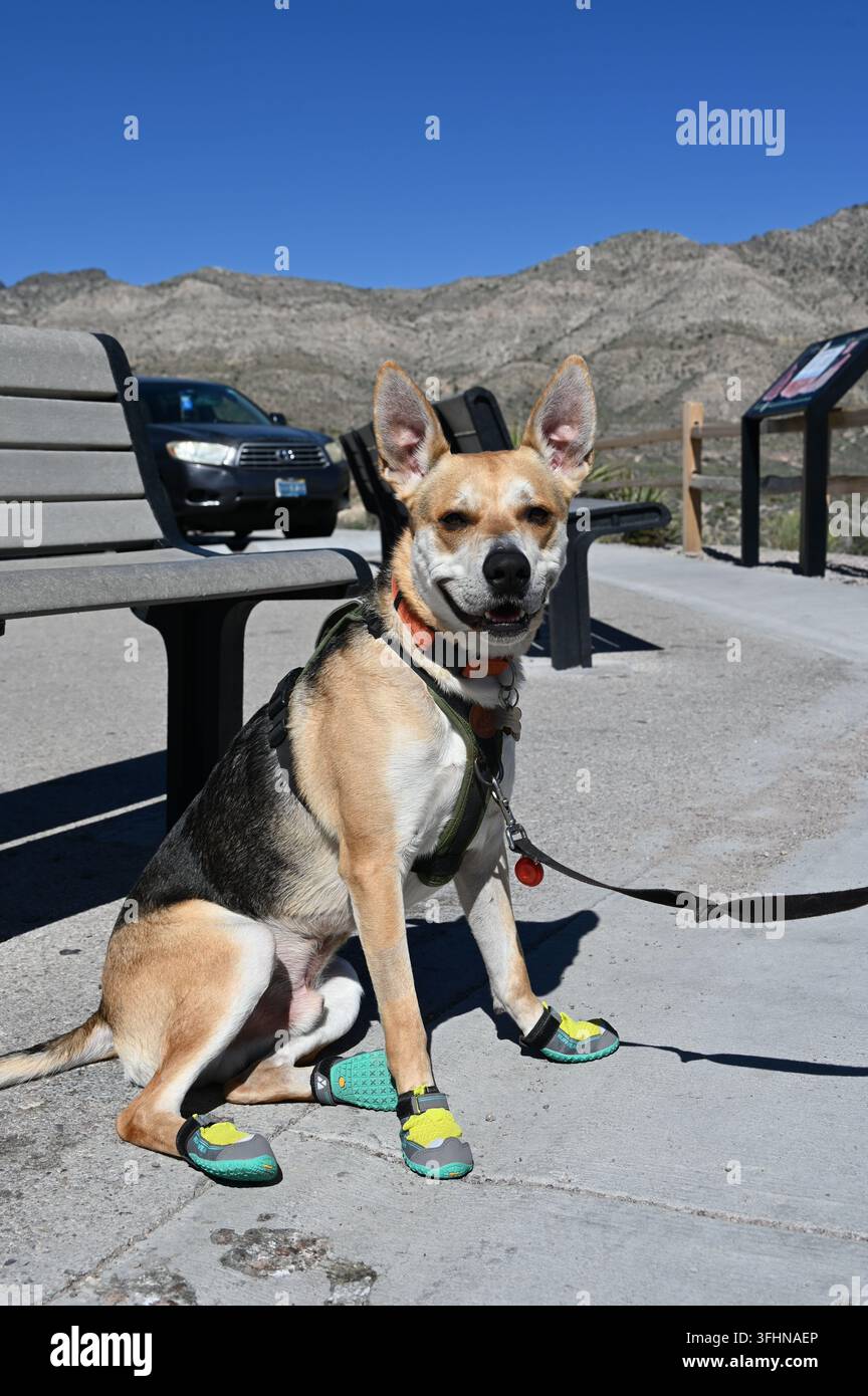 Cane escursionista felice con stivali protettivi al Red Rock Canyon, Nevada Foto Stock