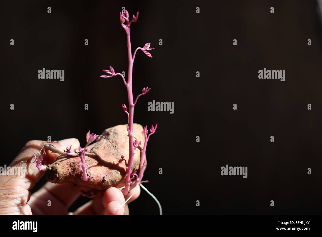 Tubero di patata dolce germogliato con crescita di vite rossa tenuto in mano su sfondo nero Foto Stock
