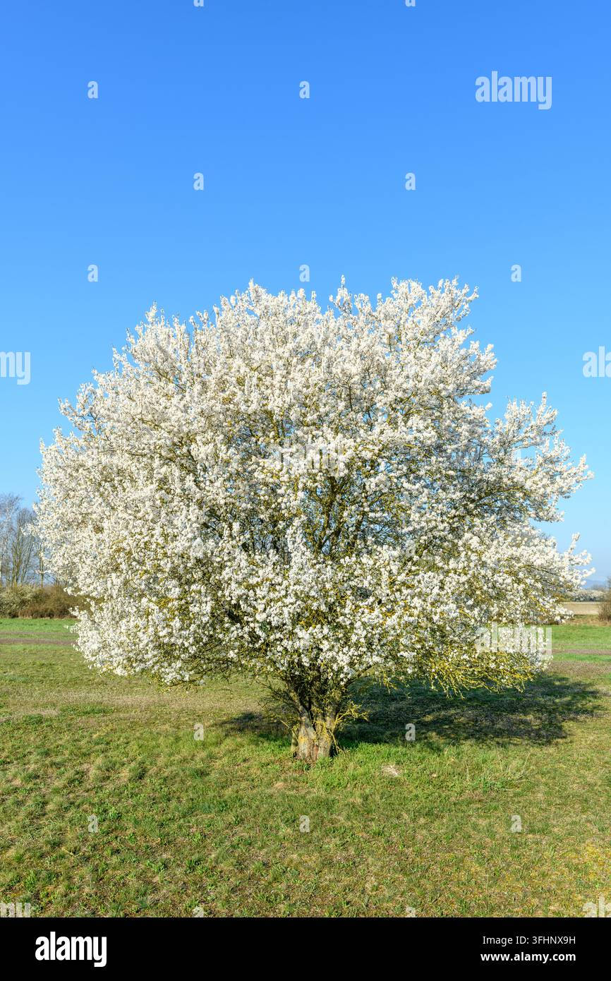 Paesaggio primaverile in un frutteto con alberi in fiore. Foto Stock