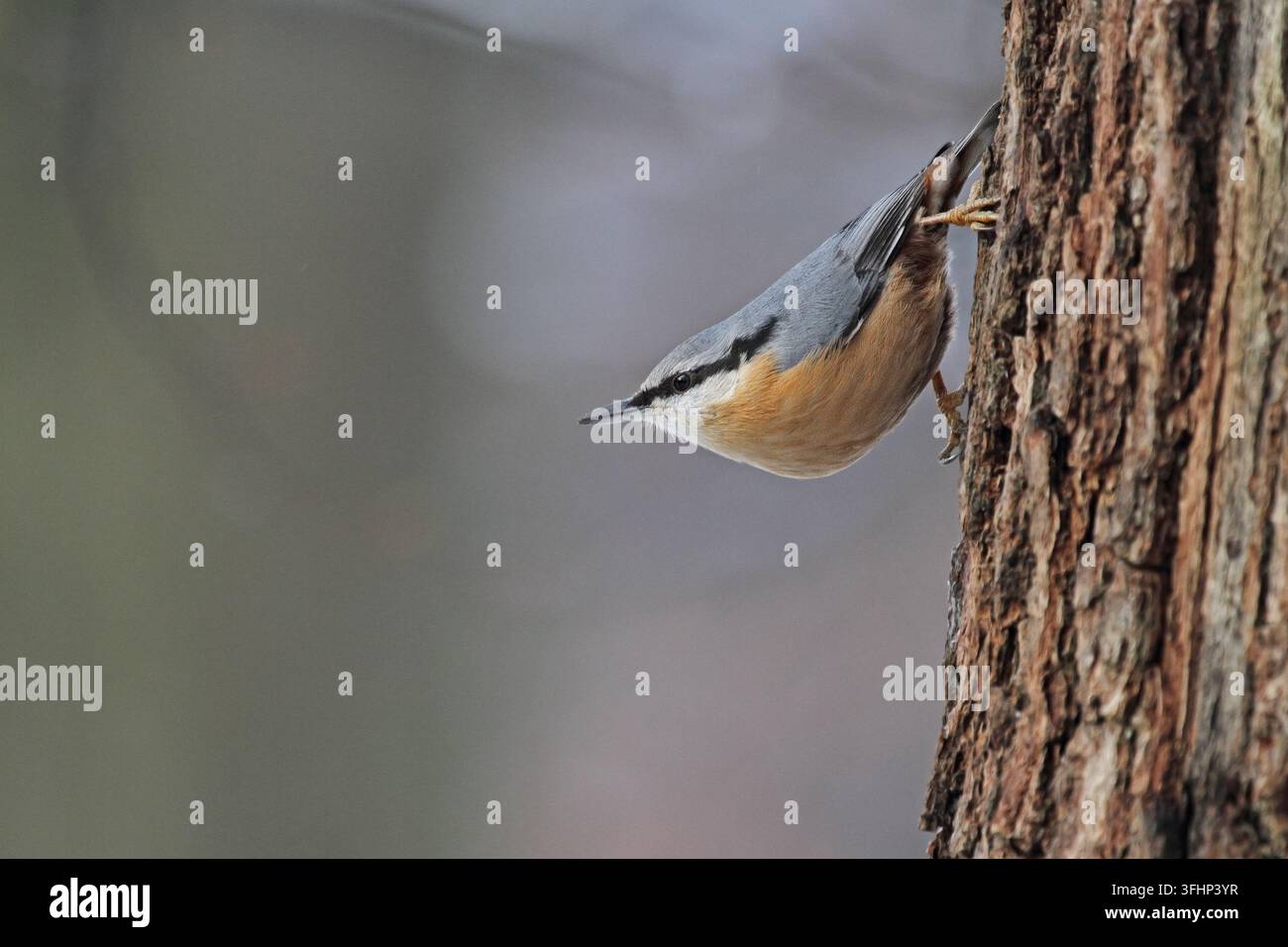 Picchio muratore (Sitta europaea) Foto Stock