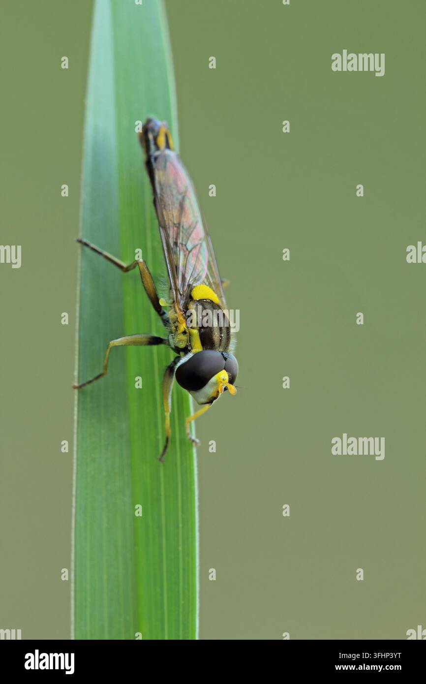 Hoverfly lungo (Sphaerophoria scripta) Foto Stock