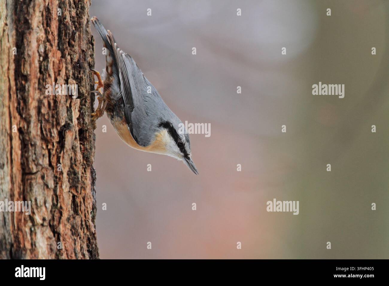 Picchio muratore (Sitta europaea) Foto Stock