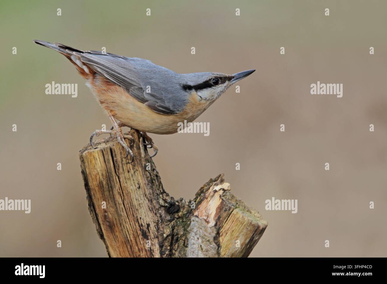 Picchio muratore (Sitta europaea) Foto Stock