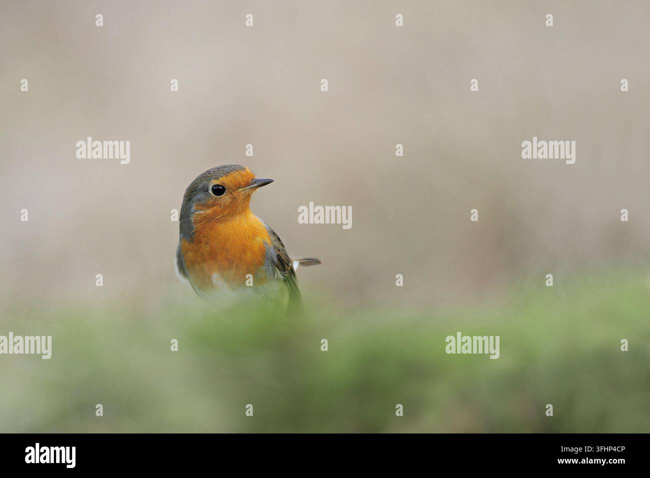 Robin (Erithacus rubecula) Foto Stock