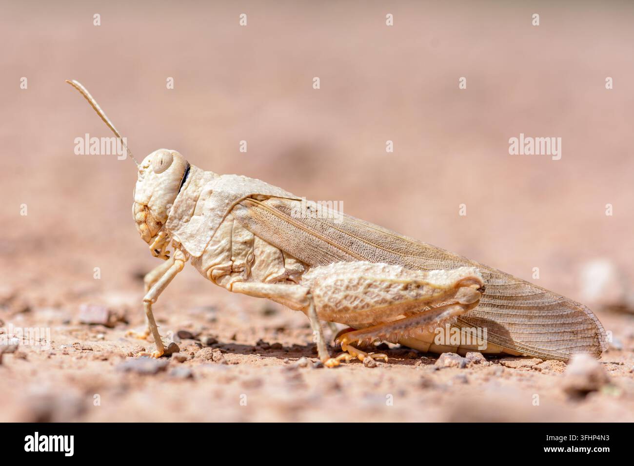 Scara di migrazione nel deserto di pietra in Marocco. Foto Stock