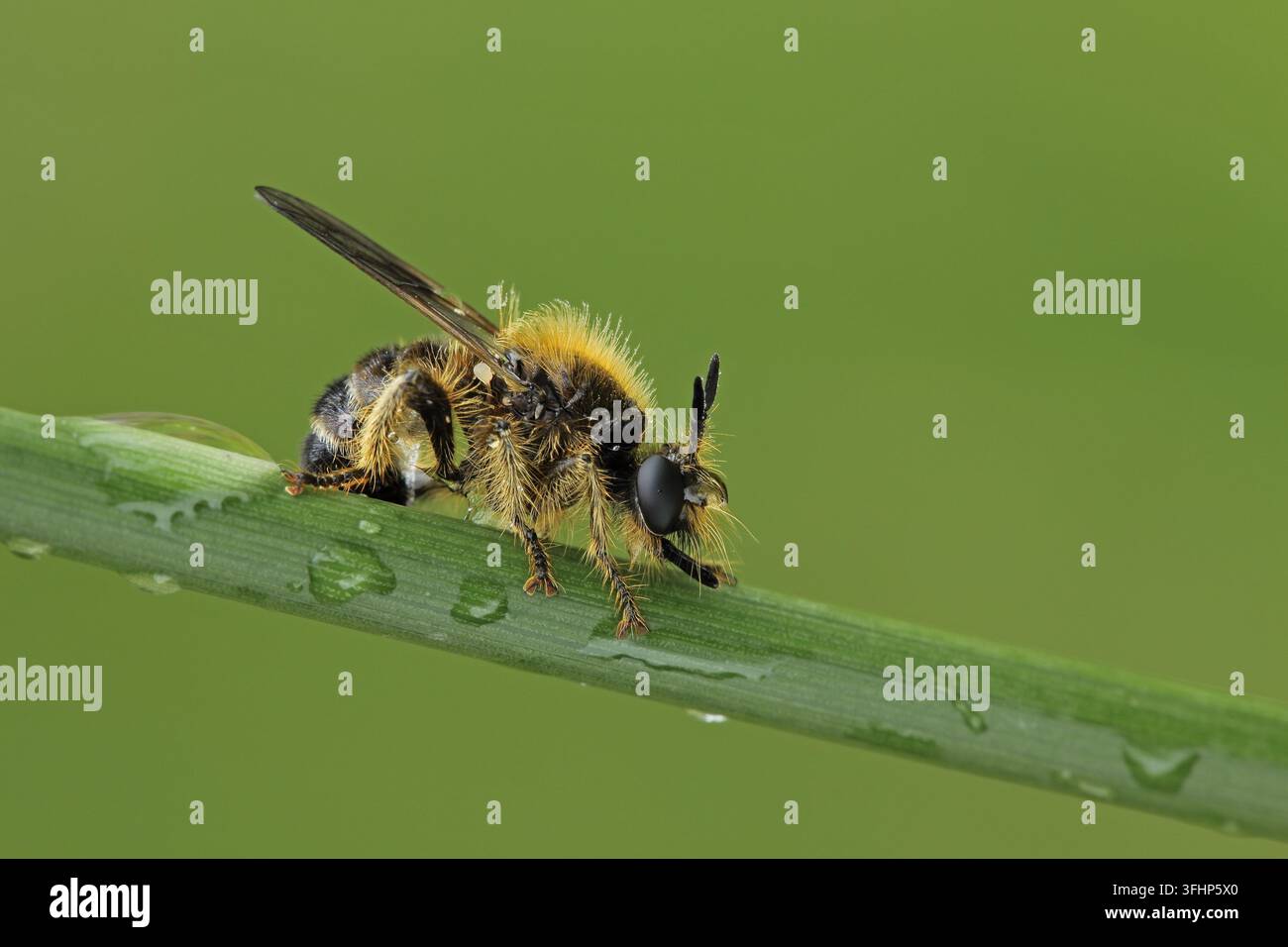 Mosca ladra bombus (Laphria flava) Foto Stock
