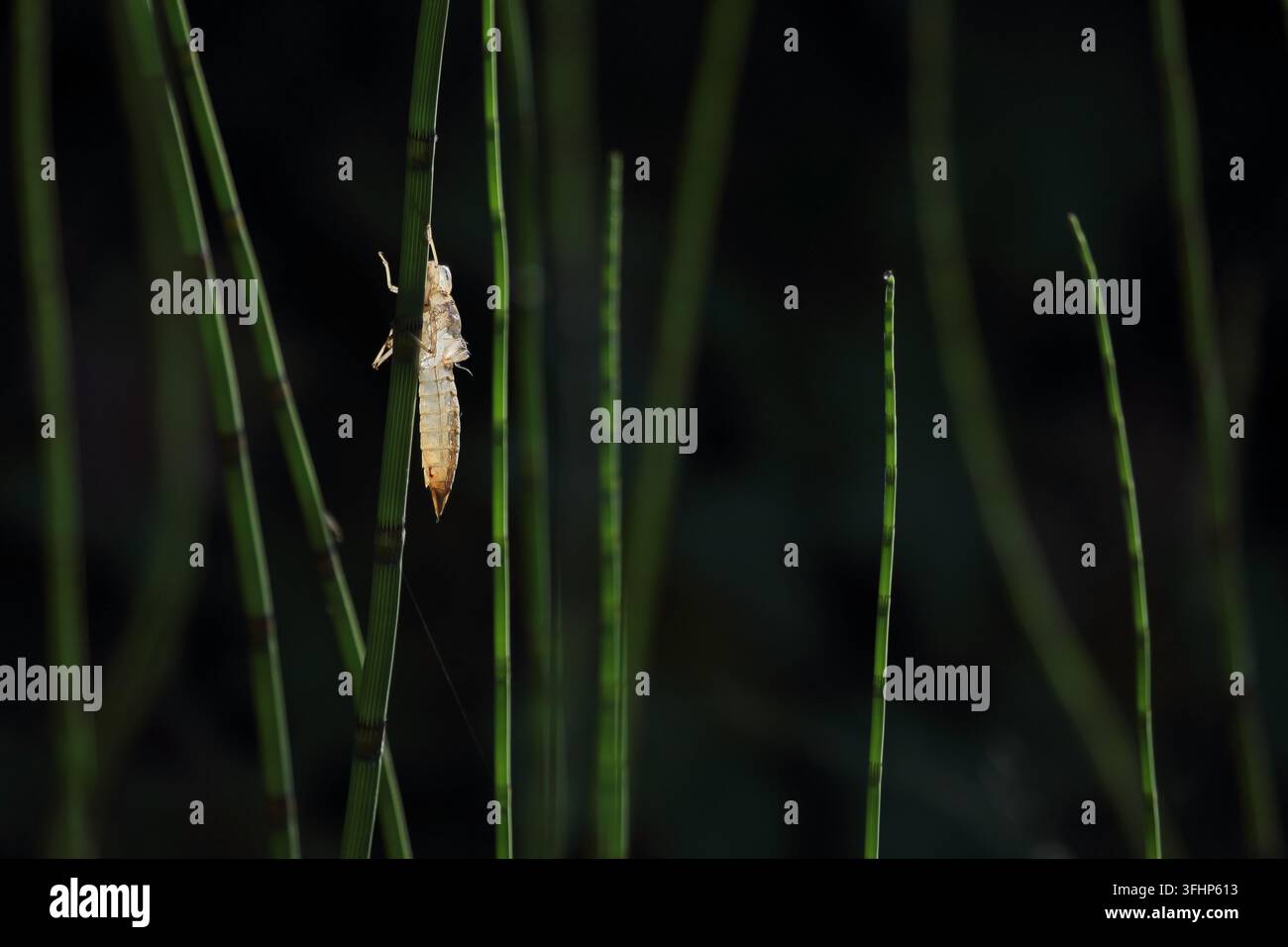 Dragonfly exuviae Foto Stock