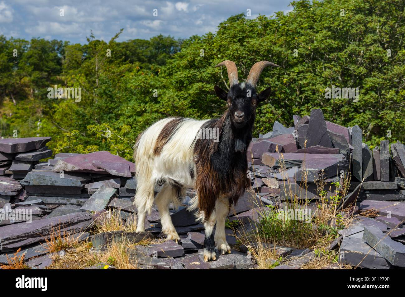 Capra selvatica in piedi tra cumuli di scarti di ardesia, contatto visivo con la fotocamera, veduta ampia con alberi verdi dietro una cava dismessa, Dinorwic Foto Stock