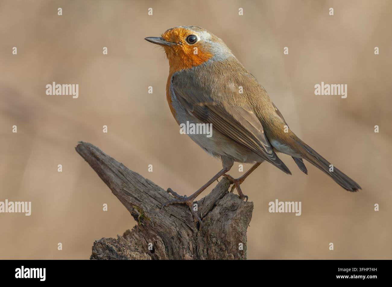 Pettirosso europeo (Erithacus rubecula) appollaiato su un ramo nella foresta. Foto Stock