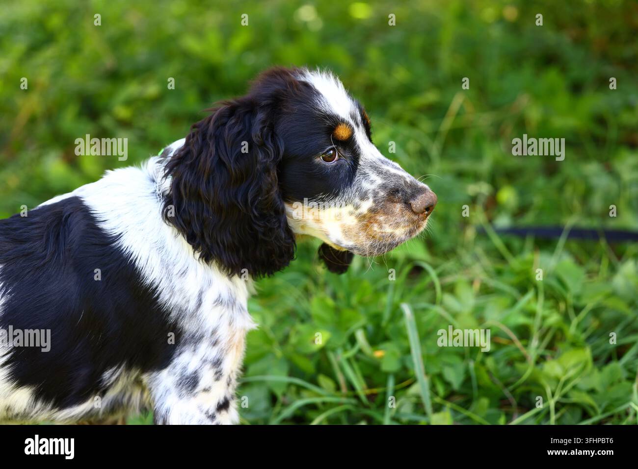 Giovane cucciolo di English Springer Spaniel in piedi nell'erba e che osserva l'ambiente circostante. Cane sportivo di razza pura fotografato all'aperto con vegetazione naturale Foto Stock