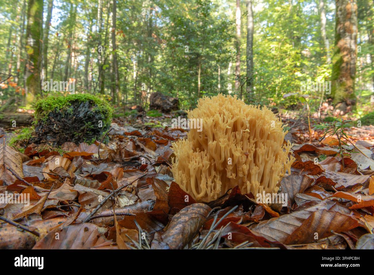 Funghi Clavaire in una foresta di montagna in autunno. Foto Stock