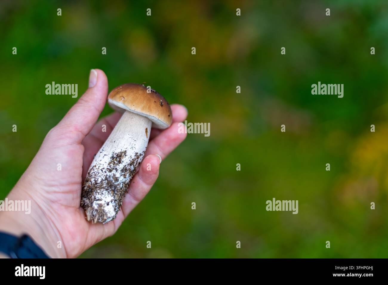 Mano che tiene un fungo porcino selvatico fresco. Primo piano di una mano che tiene un fungo porcino marrone appena raccolto con terra sullo stelo contro uno sfondo morbido Foto Stock