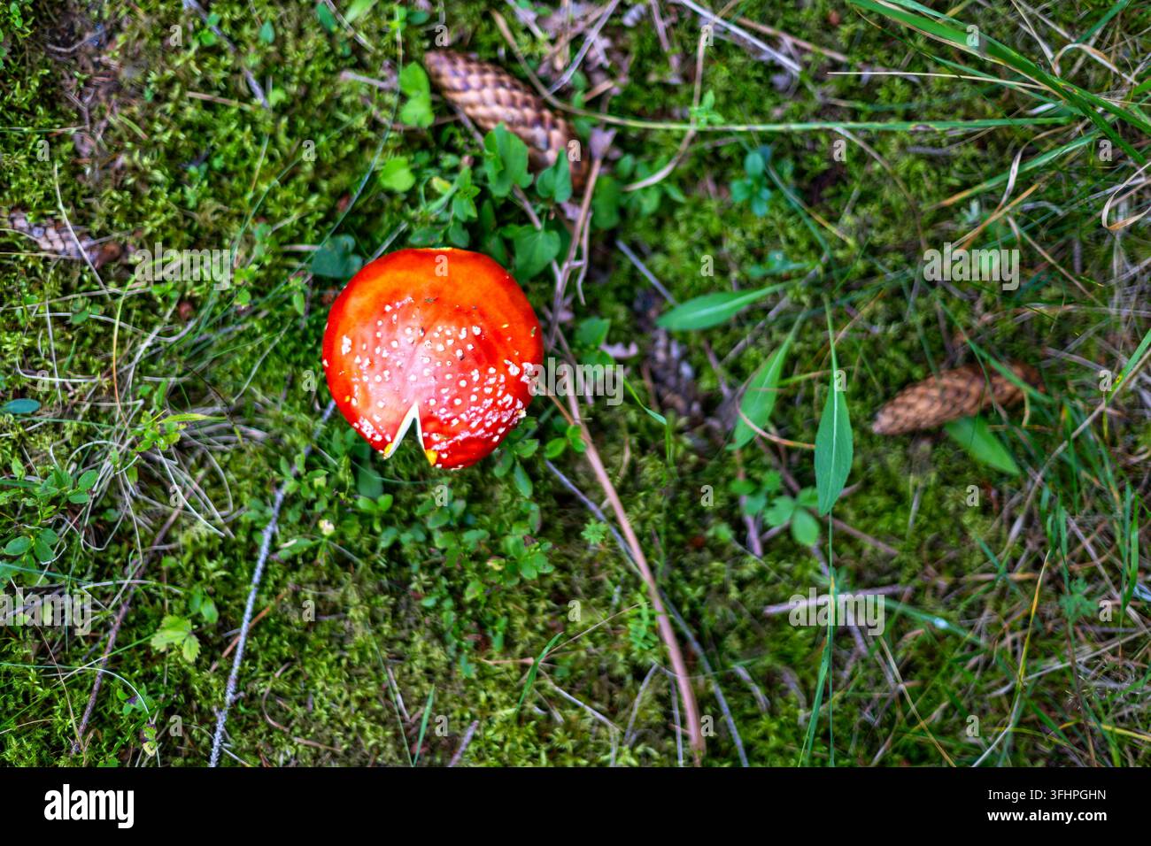 Amanita muscaria rossa tra muschio ed erba. Vista dall'alto di un'amanita muscaria rossa con macchie bianche e un cappello danneggiato che cresce tra muschio verde ed erba Foto Stock