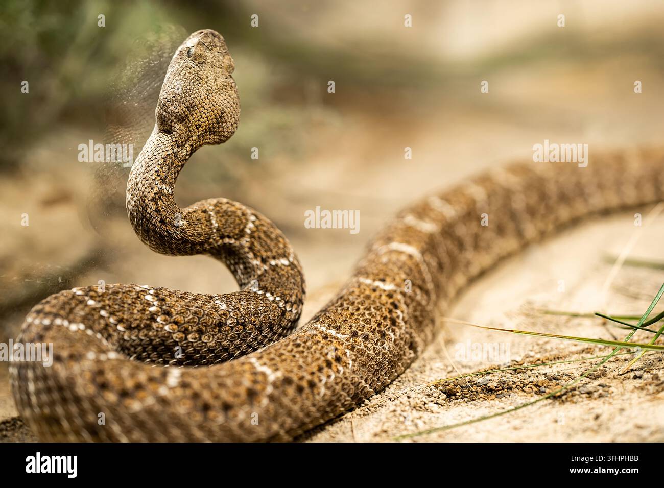Primo piano di crotalo atrox o serpente a sonagli dal dorso diamantato occidentale. Bella serpente velenosa in serpentario. Animali esotici tropicali Foto Stock