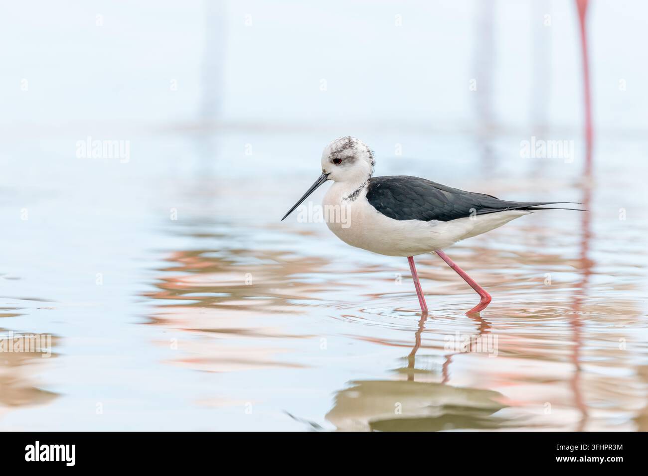 Triglia nera (Himantopus himantopus) che si nutre in una palude. Foto Stock