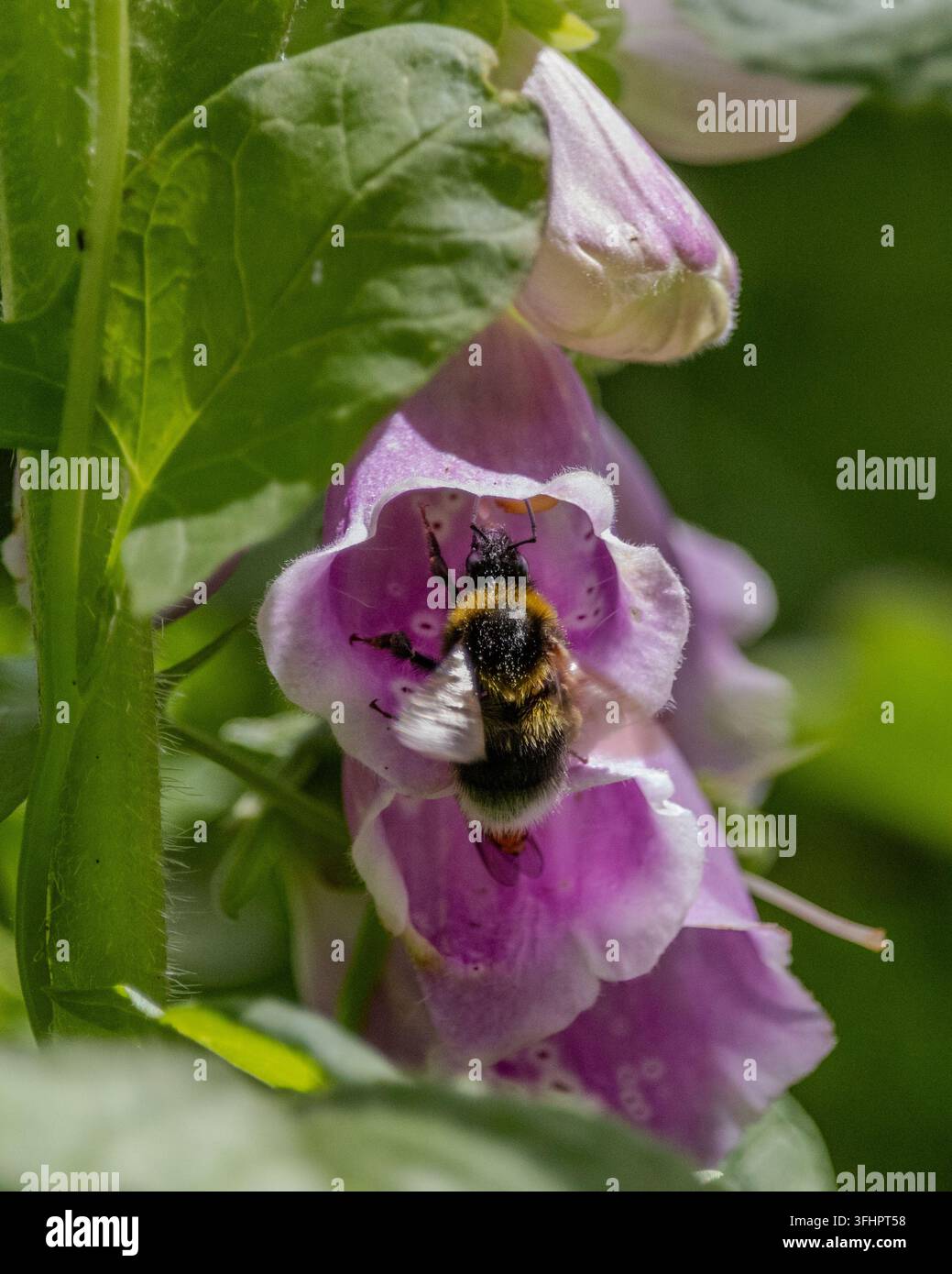 Api nel giglio Foto Stock