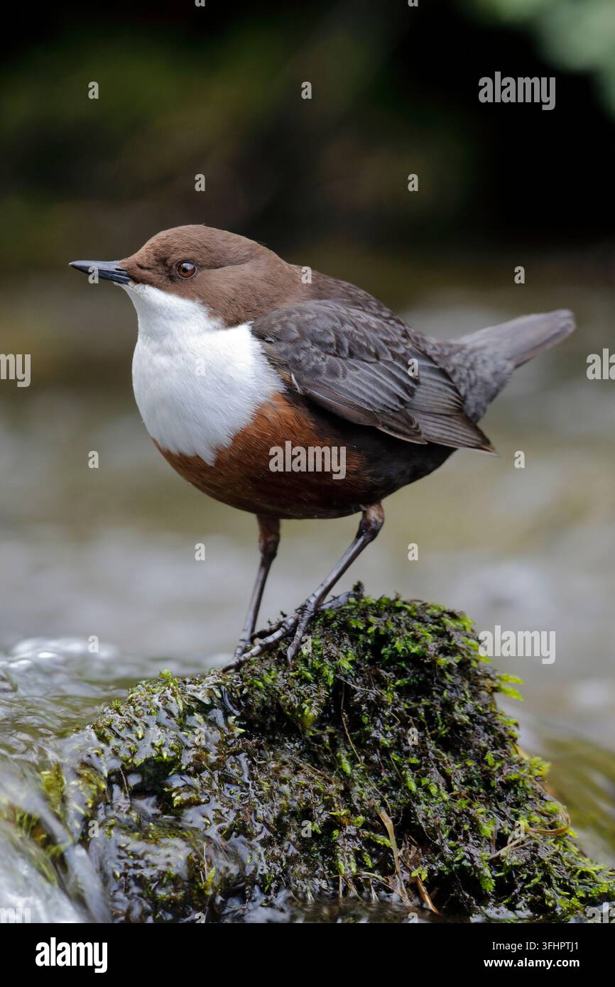 Picchiarella dal collare bianco, Cinclus cinclus gularis. Foto Stock