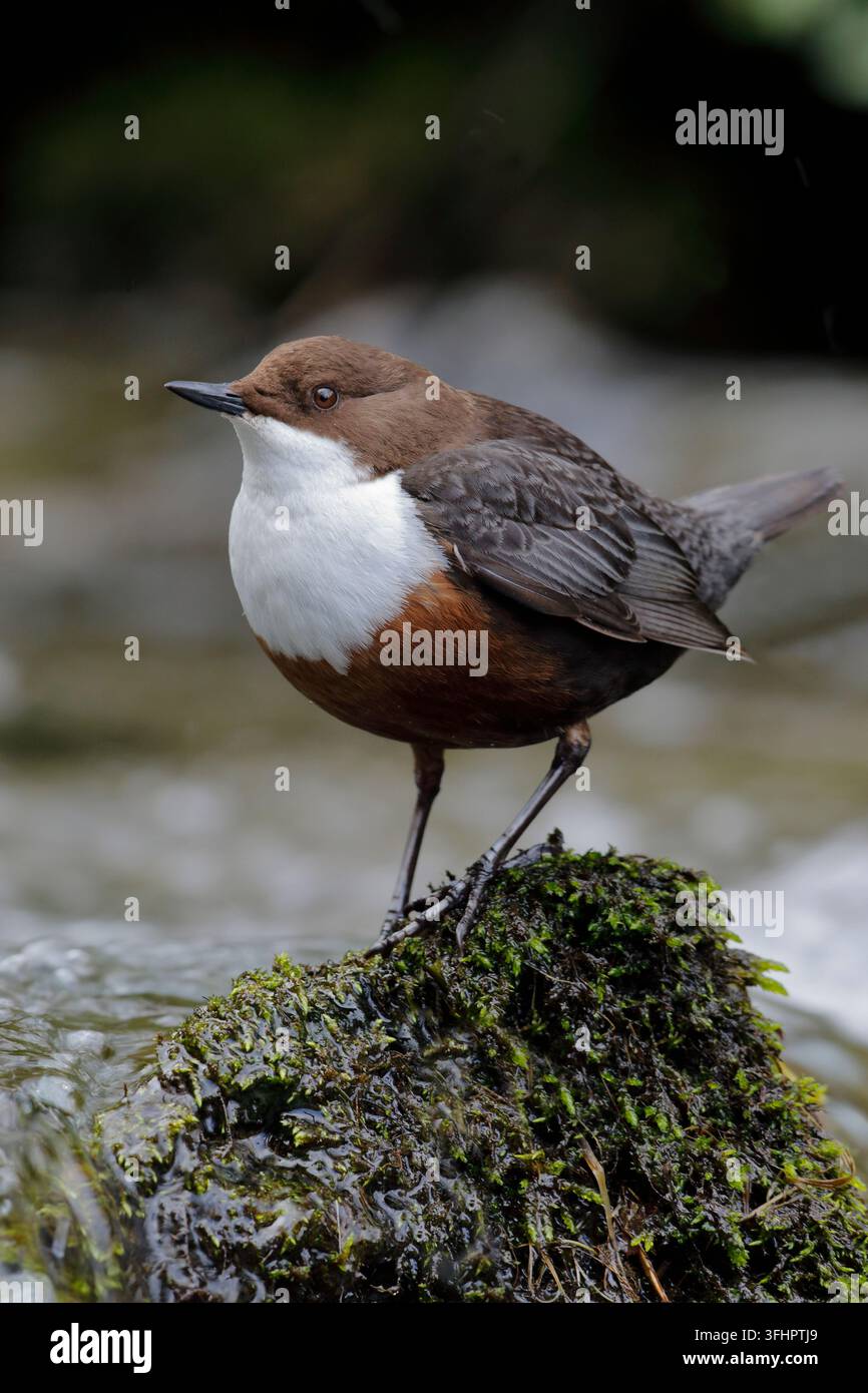 Picchiarella dal collare bianco, Cinclus cinclus gularis. Foto Stock