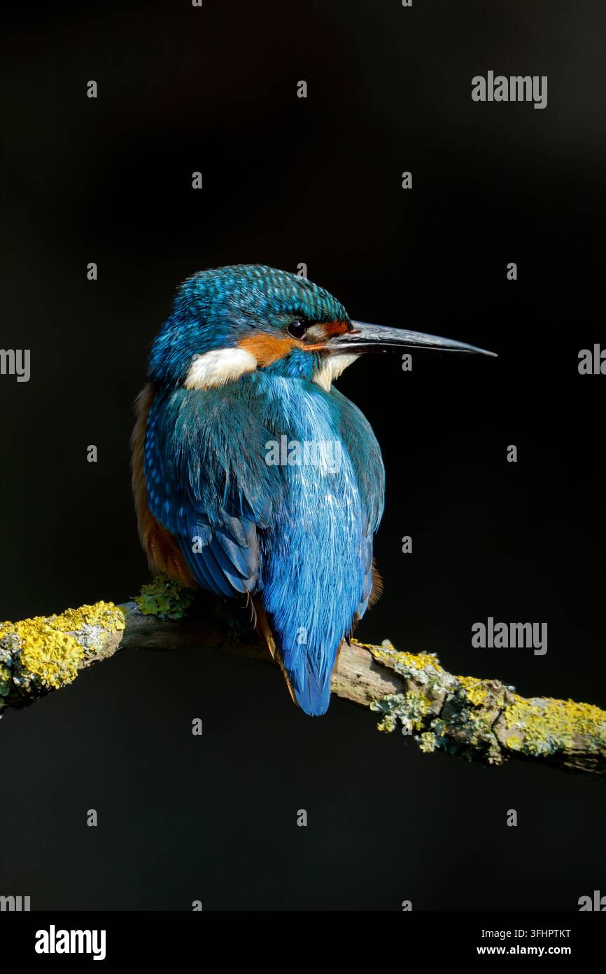 Martin pescatore comune, Alcedo atthis, maschio appollaiato su un ramo coperto di licheni. Foto Stock