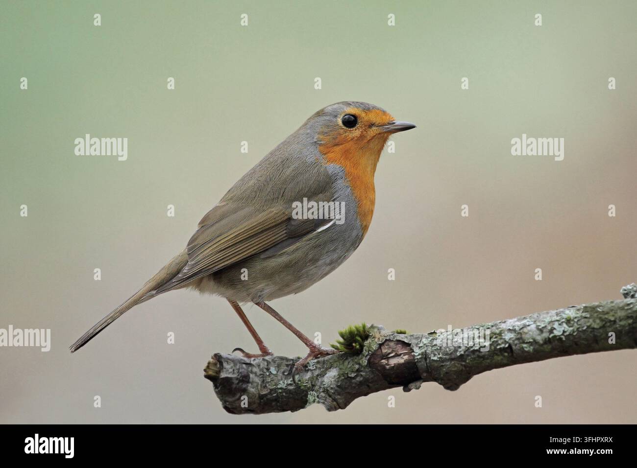 Unione robin (Erithacus rubecula) Foto Stock