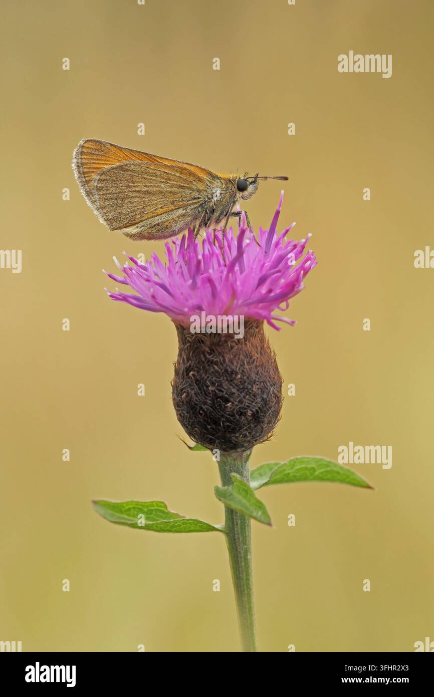 Piccola skipper (Thymelicus sylvestris) Foto Stock