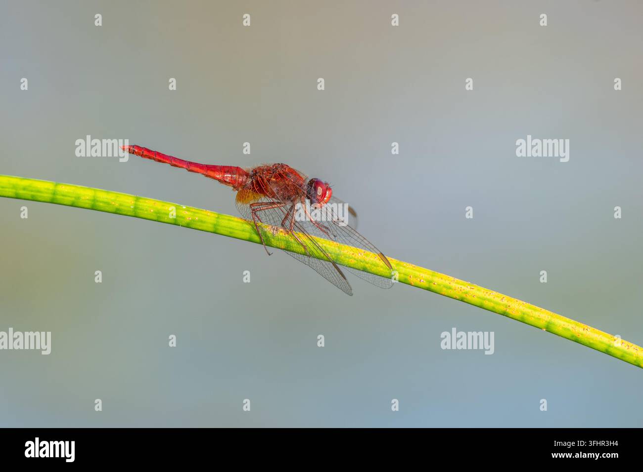 Crocothemis scarlatta maschio (Crocothemis erythraea) appollaiato su uno stelo di giunco. Foto Stock