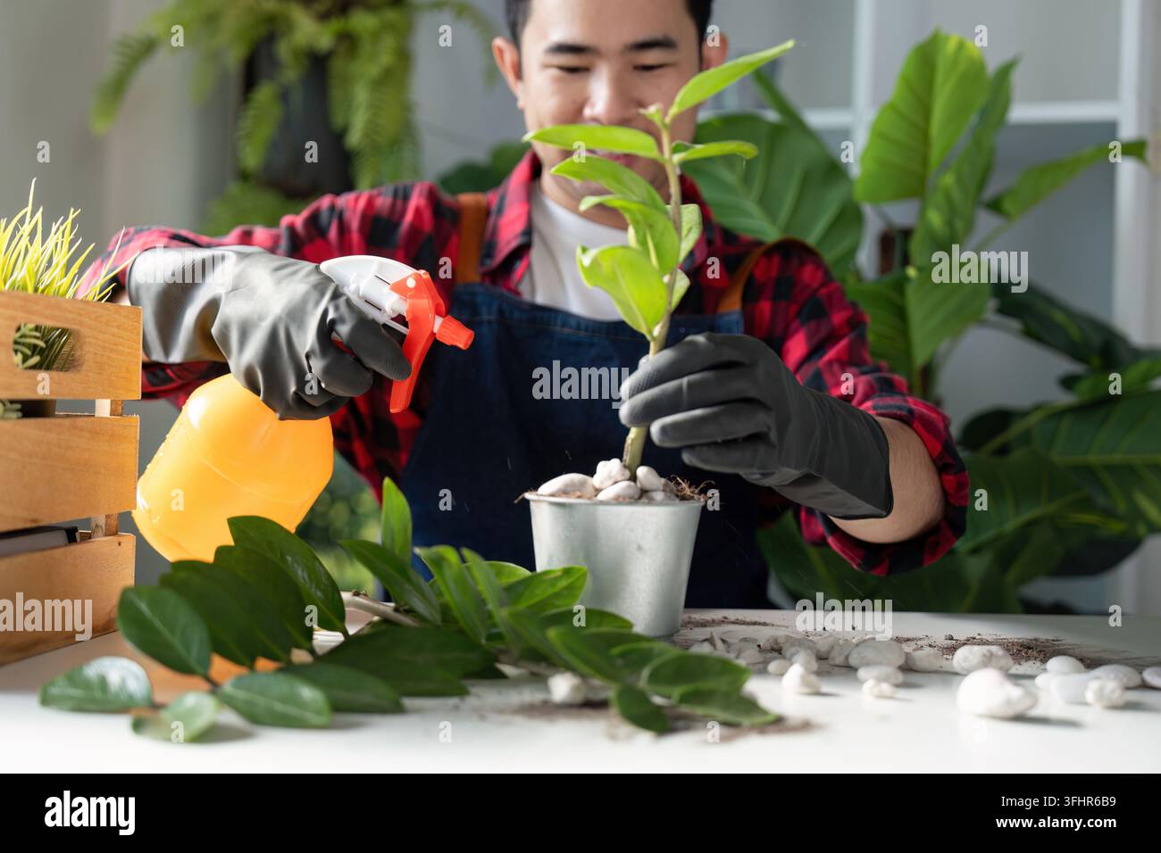 Giardinaggio dedicato Pruning piante da interno per una crescita sana Foto Stock
