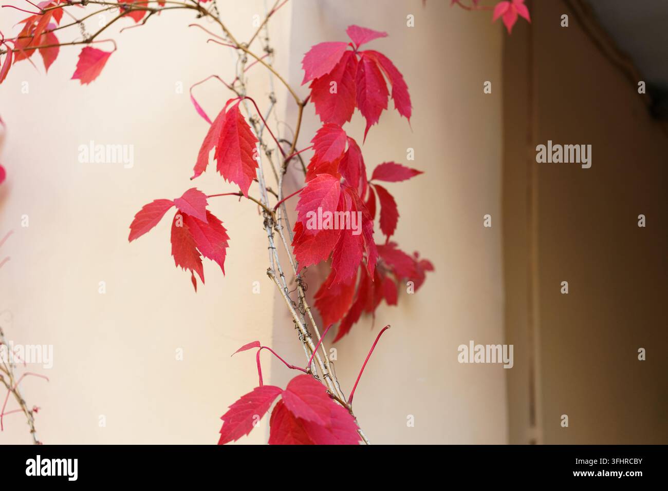 Una vite a foglia rossa cresce su un muro Foto Stock