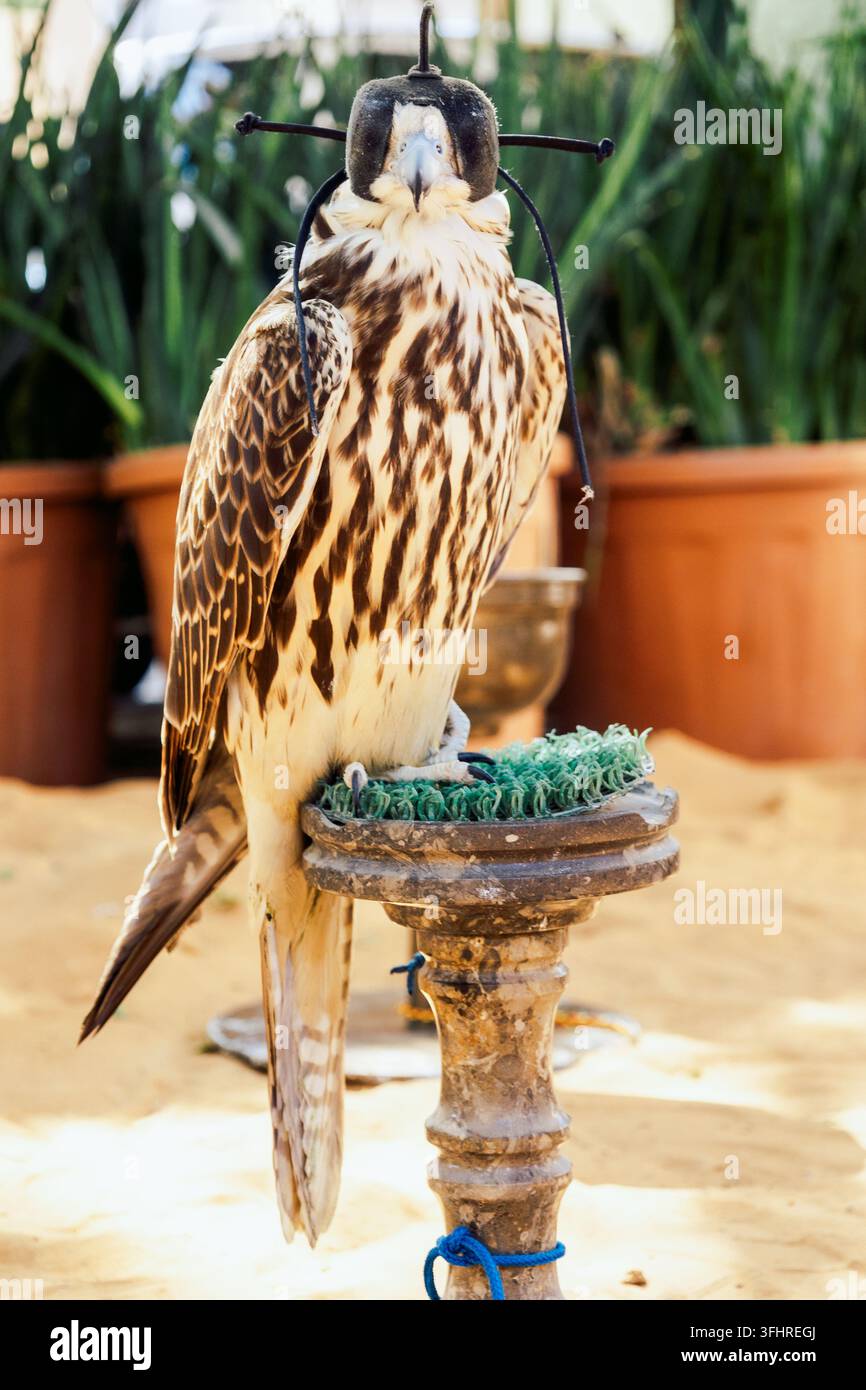 Uccello falco arabo appollaiato su un trespolo nel cortile di un edificio residenziale, Dubai, UAE. Foto verticale Foto Stock