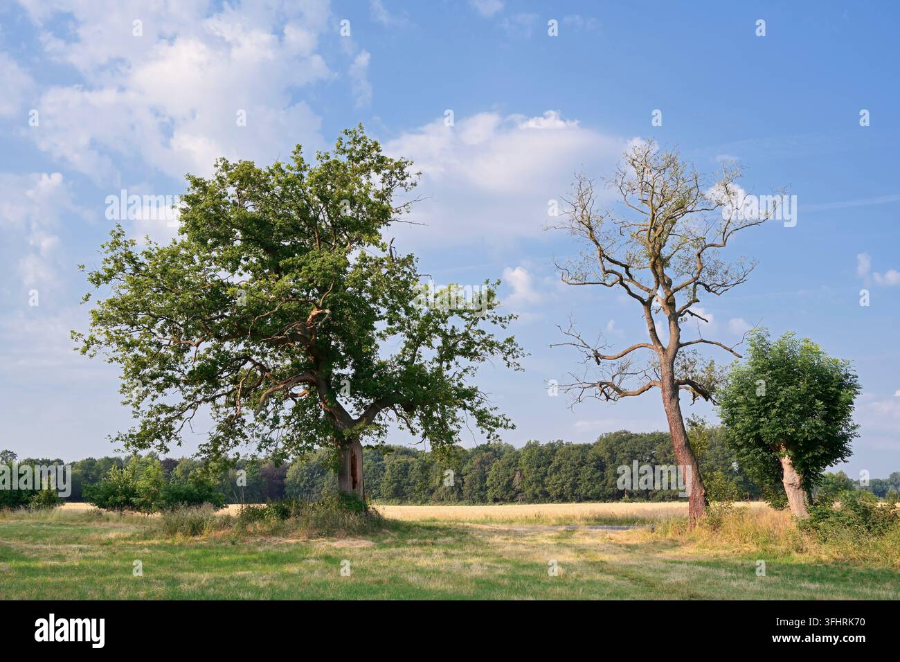 Quercia inglese (Quercus robur) e una quercia inglese morta in estate, Renania Settentrionale-Vestfalia, Germania Foto Stock
