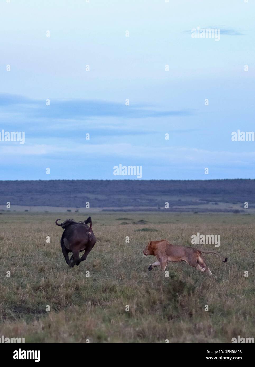 Leoni che girano dopo i bufali attraverso la savana africana durante un'emozionante caccia al crepuscolo, catturando l'essenza della dinamica della fauna selvatica Foto Stock