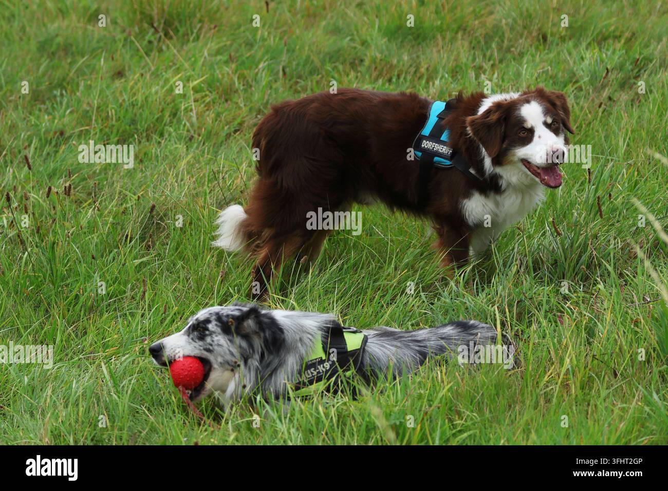 Due border collie, Burbach, Renania Settentrionale-Vestfalia Foto Stock