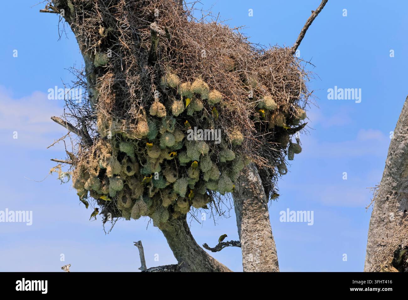 Tessitore mascherato (Ploceus velatus), adulto, gruppo, colonia, nidi di tessitore mascherato, nido di tessitore coloniale, costruzione del nido, Parco Nazionale Kruger, Sudafrica Foto Stock