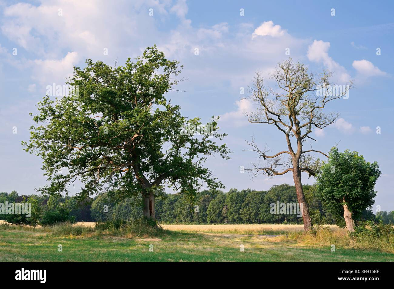 Quercia inglese (Quercus robur) e una quercia inglese morta in estate, Renania Settentrionale-Vestfalia, Germania Foto Stock