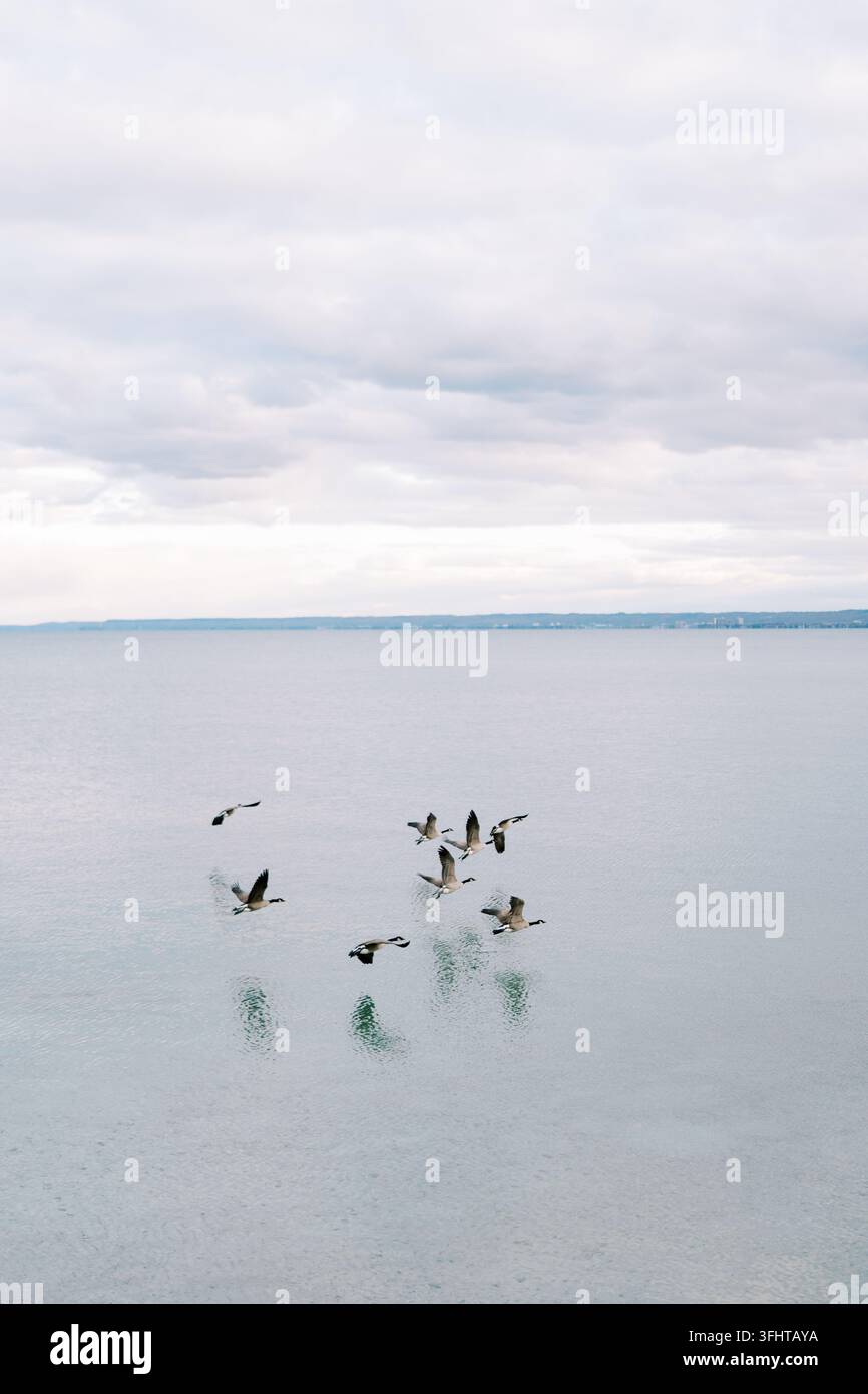 Oche del Canada che volano basse sopra l'acqua calma di un lago Foto Stock