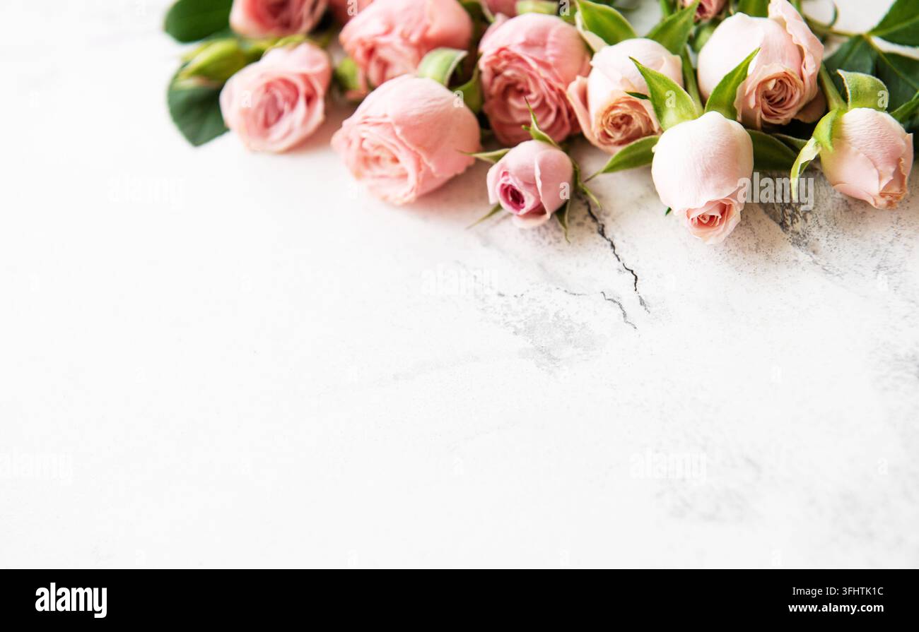 Le rose rosa telaio Foto Stock