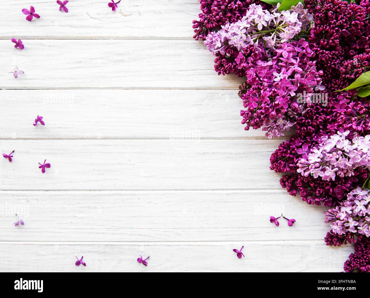Bordo di fiori primaverili lilla Foto Stock