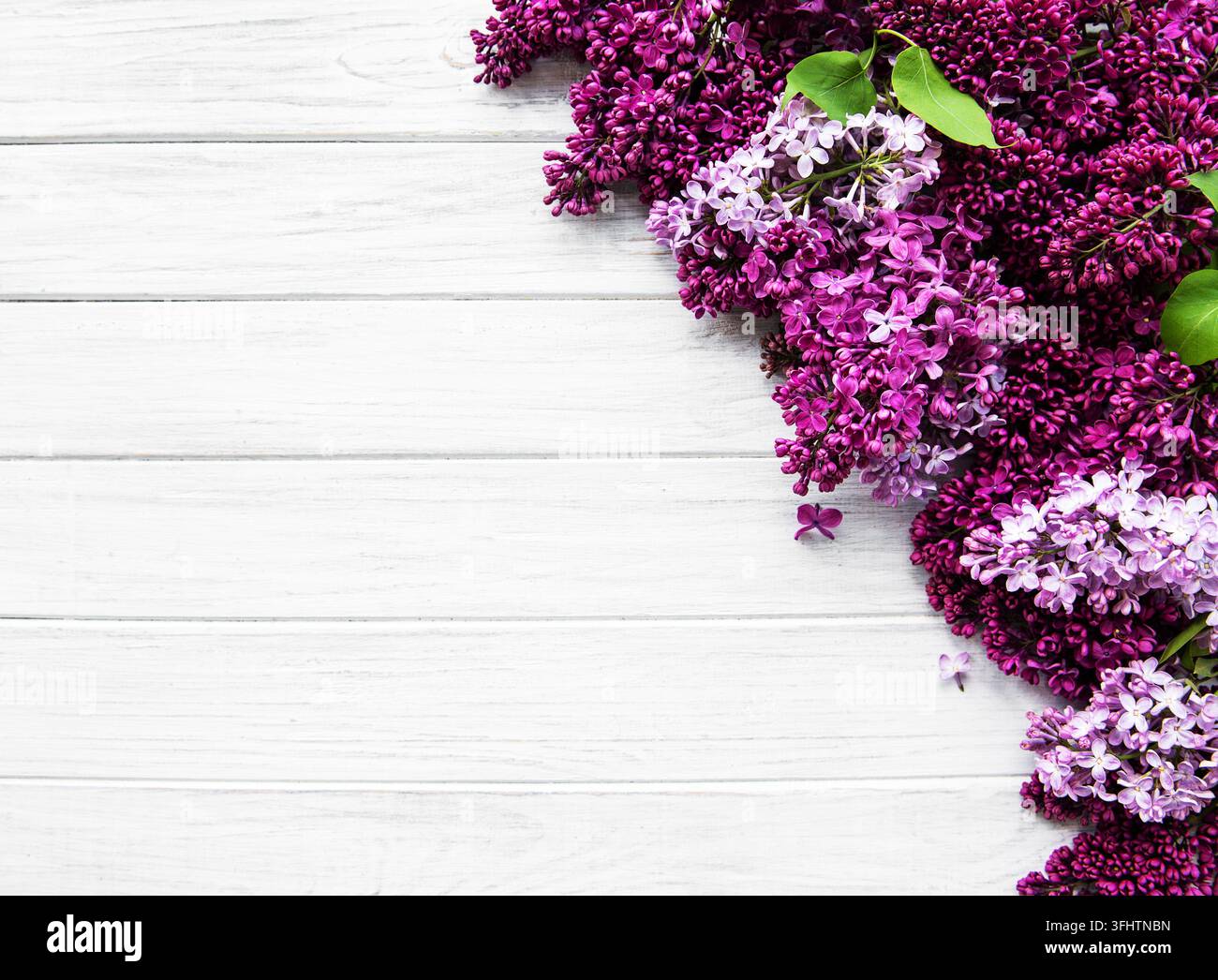 Bordo di fiori primaverili lilla Foto Stock