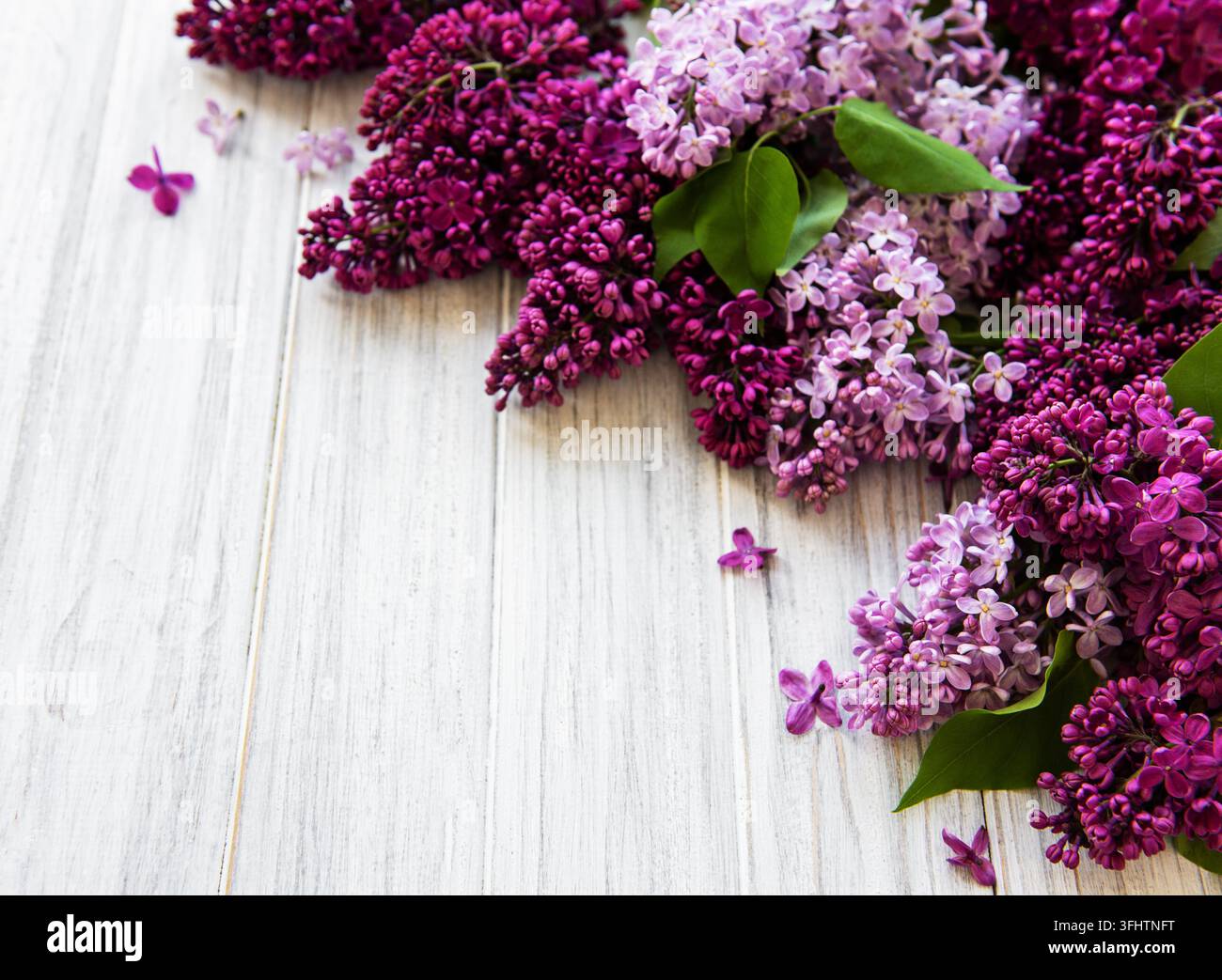 Bordura di fiori primaverili lilla Foto Stock