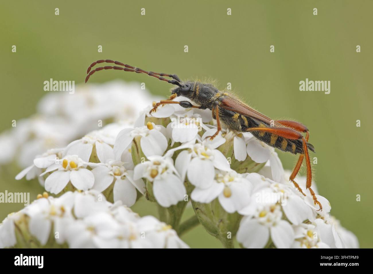 Coleottero longicornuto bruno-rossastro (Stenopterus rufus) Foto Stock