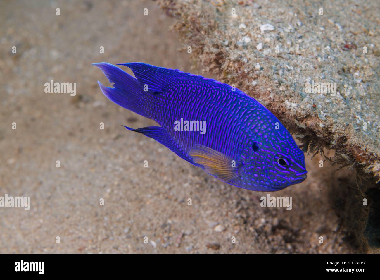Il pesce azzurro, Pomacentrus pavo, può essere molto variabile e varia dal blu chiaro al blu scuro e si presenta con e senza pinne gialle. Il nero s Foto Stock