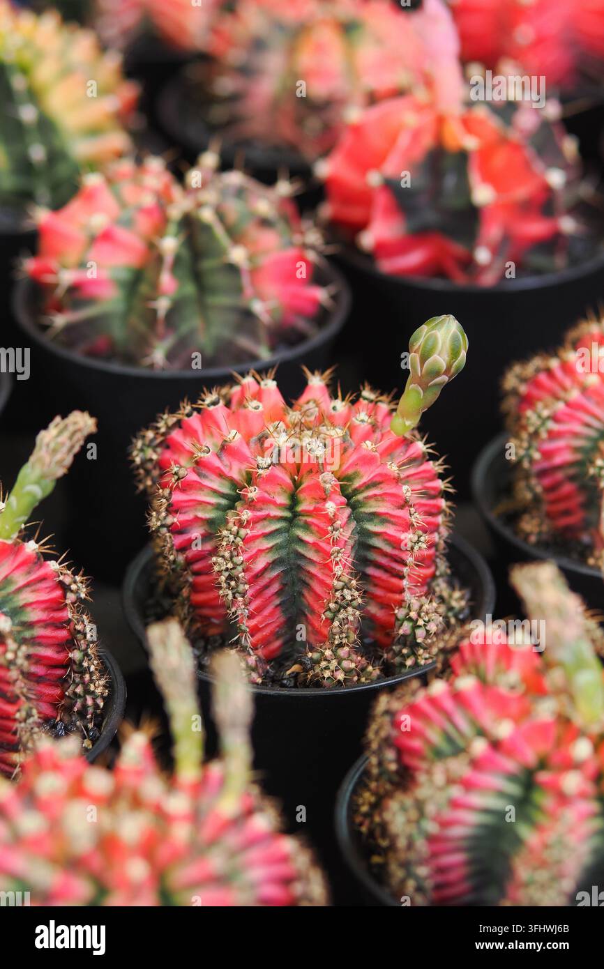 Cactacee di diversi tipi in vasi neri esposti in un vivaio Foto Stock
