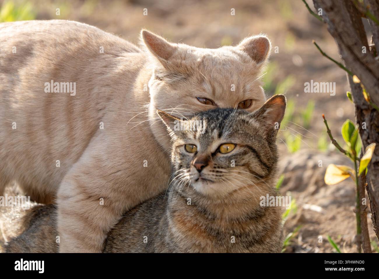 Due gatti affettuosi che interagiscono da vicino, un tabby arancione e un tabby maculato in un momento caldo e accogliente Foto Stock