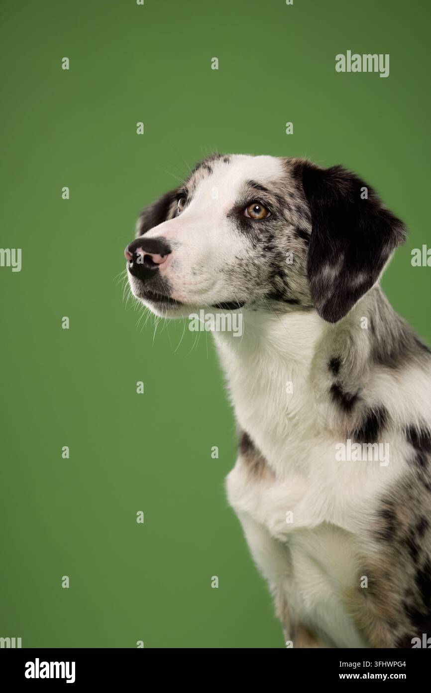 Mix di Border Collie guarda di lato mentre posa in uno studio verde e pulito. Il ritratto ravvicinato enfatizza le marcature merle distintive, lo sguardo attento e Foto Stock