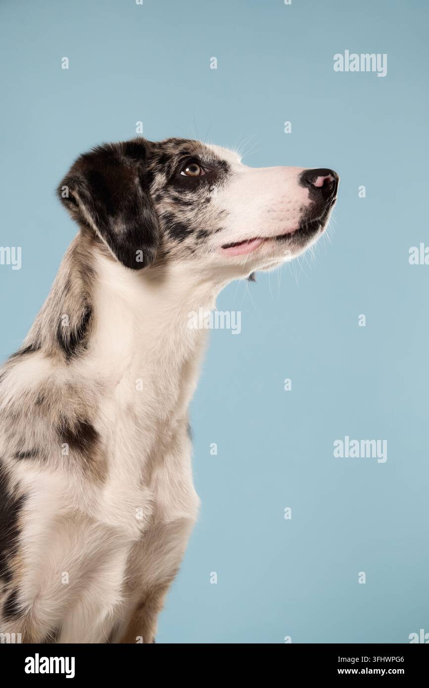 Mischling di Border Collie guarda di profilo verso l'alto su uno sfondo pulito dello studio. La composizione semplice enfatizza il mantello merle, lo sguardo attento e l'intelligenza Foto Stock