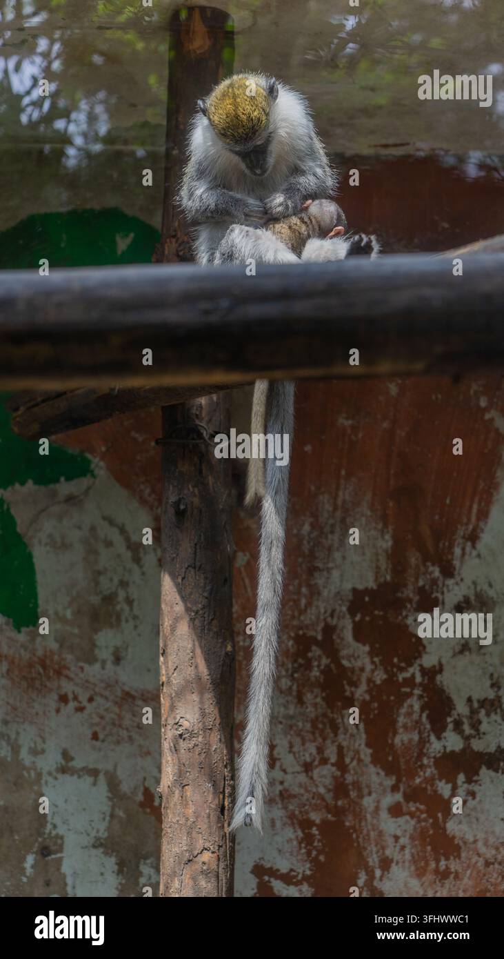 Scimmia verde che tiene il suo cucciolo mentre è seduta su un trespolo di legno nel recinto, guardando verso il basso Foto Stock