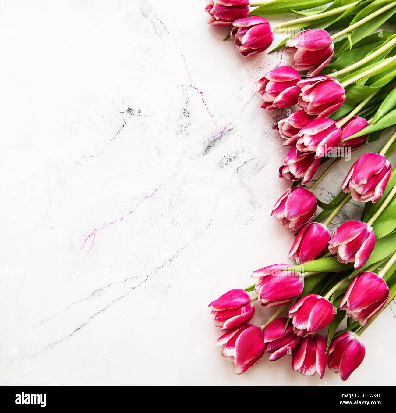 Tulipi rosa primaverili su uno sfondo di marmo bianco Foto Stock