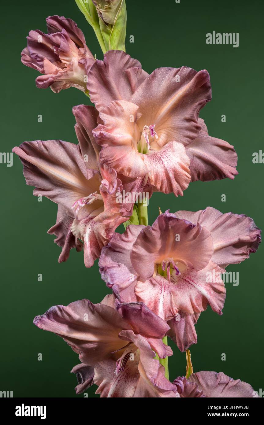 Elegante fiore di gladiolus con petali arricciati su sfondo scuro Foto Stock