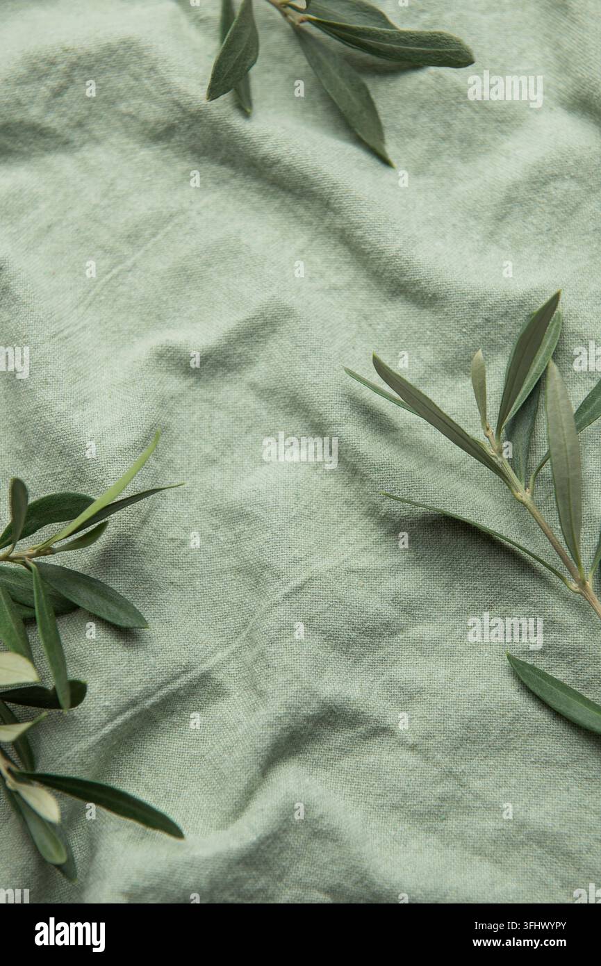 Rami d'olivo disposti su uno sfondo di tessuto verde per un design sostenibile Foto Stock